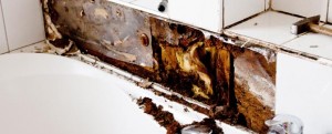 Mold Inspector Milwaukee