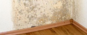 Mold Removal Waukesha WI