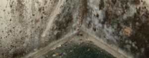 Mold Remediation Milwaukee Mold Clean Up